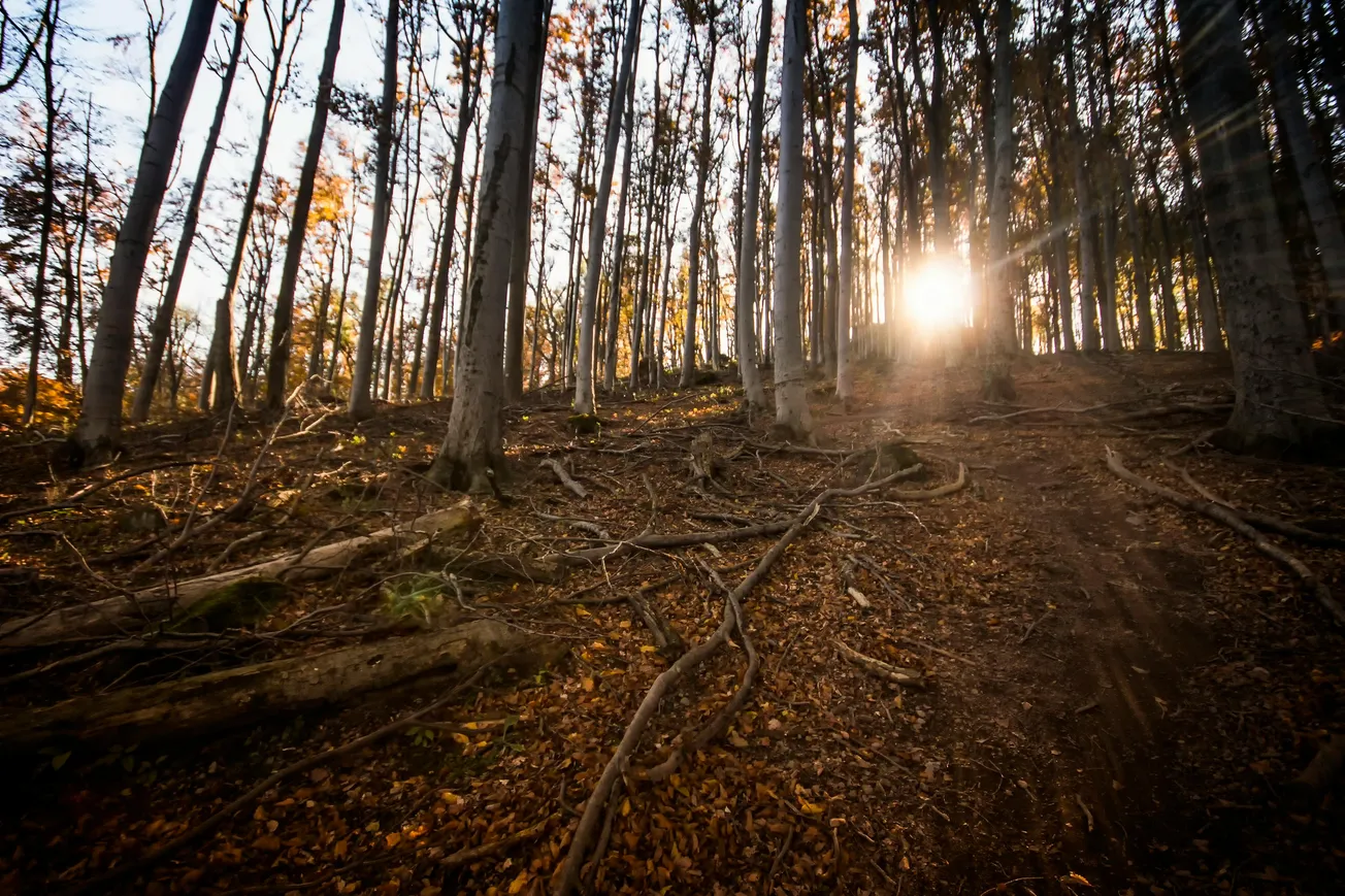 Sunlight streams through tall, slender trees in an autumn forest, casting long shadows on the leaf-strewn, root-covered ground.